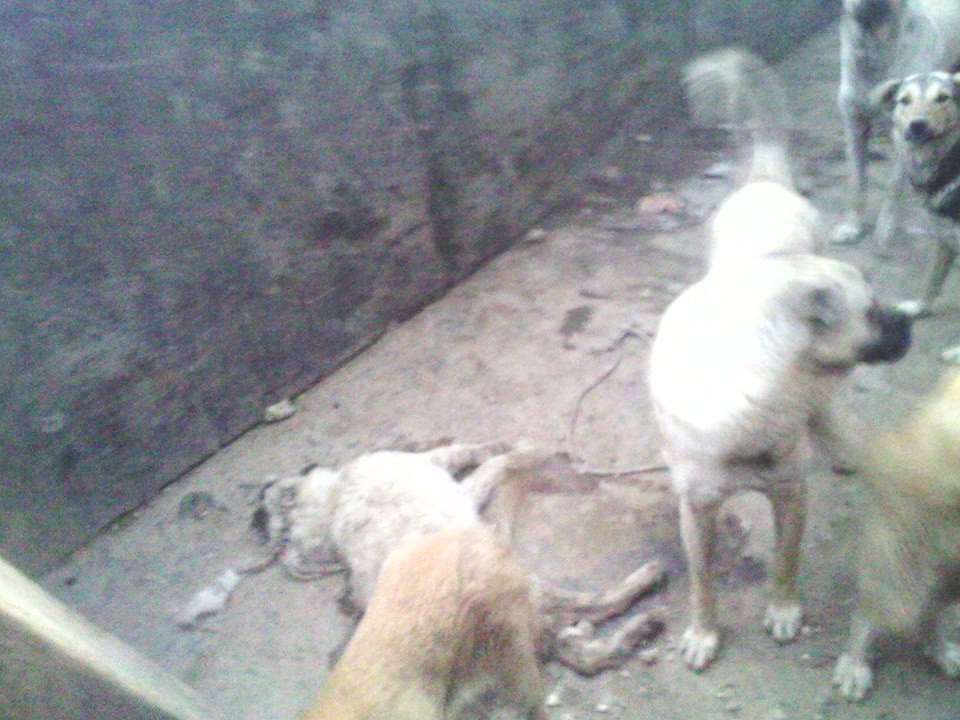 Hekimhan’da ‘Köpek itlafı’ iddiaları