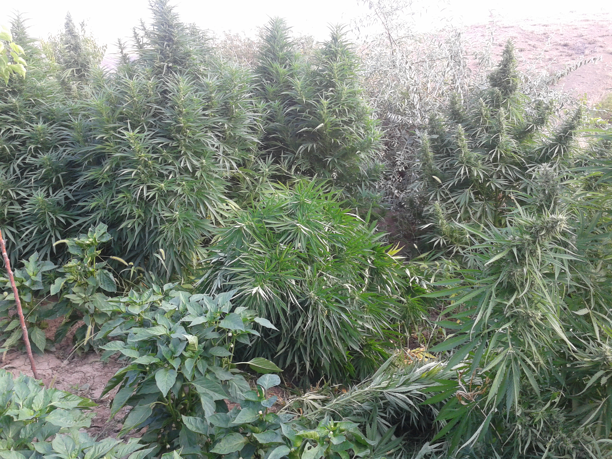 AKÇADAĞ’DA 650 KÖK HİNT KENEVİRİ ELE GEÇİRİLDİ
