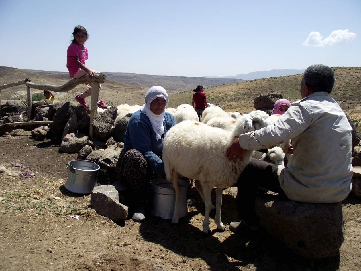 YAYLACILARA KOÇ PROJESİ VE KÜÇÜKBAŞ HAYVANCILIK DESTEĞİ ANLATILDI