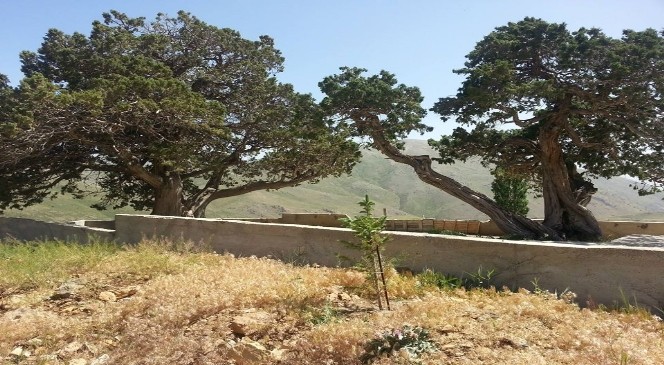 ARDIÇ AĞAÇLARI ‘ANIT AĞAÇ’ OLARAK TESCİLLENDİ