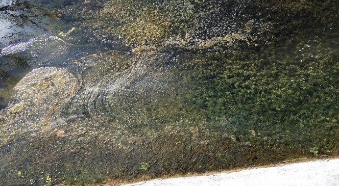 SİVRİSİNEKLE “BALIKLI” MÜCADELE