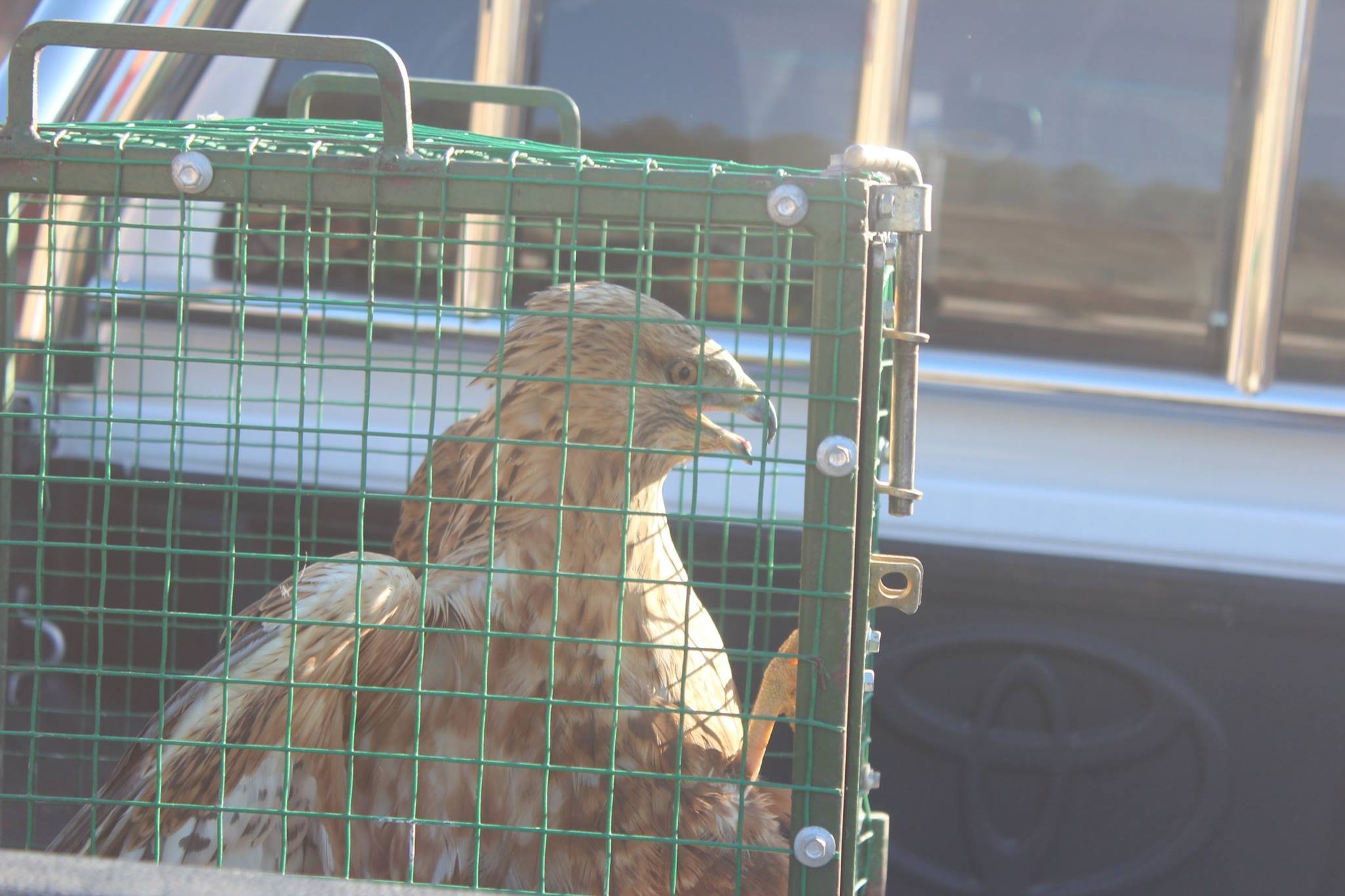 YARALI KIZIL ŞAHİN ÖZGÜRLÜĞE KAVUŞTU